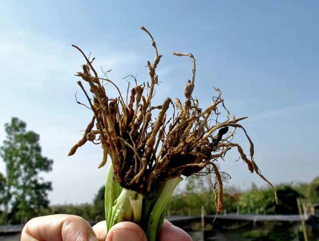 Crops المحاصيل